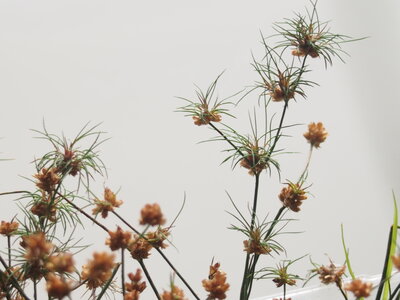 juncus.bulbosus.1.jpg juncus.bulbosus.1.jpg