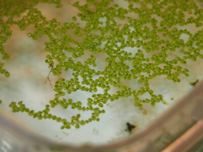 microcystis.spec.2.jpg