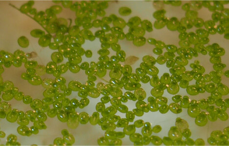 microcystis.spec.1.jpg