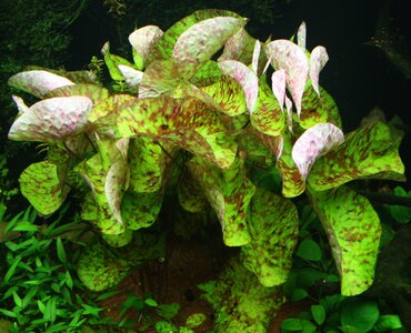 FG_N.micrantha_Gruppe_IMG_4180.jpg FG_N.micrantha_Gruppe_IMG_4180.jpg