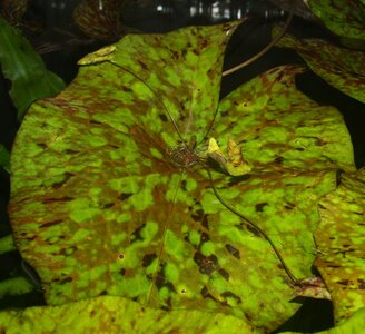 FG_N.micrantha_Adv_IMG_3360.jpg FG_N.micrantha_Adv_IMG_3360.jpg