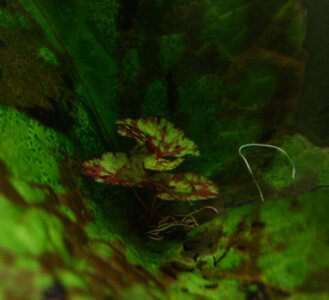 FG_N.micrantha_Adv_IMG_3867.jpg FG_N.micrantha_Adv_IMG_3867.jpg
