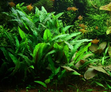 FG_C. walkeri_IMG_4232.jpg FG_C. walkeri_IMG_4232.jpg