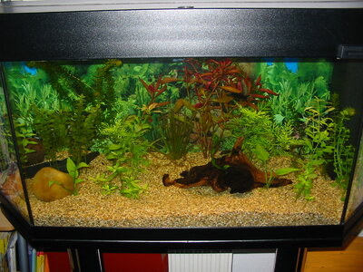 Aquarium.JPG Aquarium.JPG