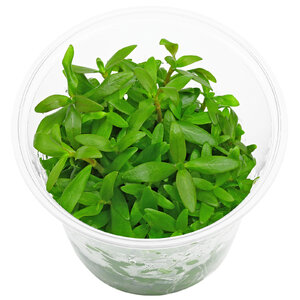 wp_Ammannia_capitellata_-_in_Vitro_135.0654.02.jpg