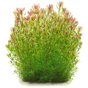 wp_Rotala_rotundifolia_'Shimoga'_135.0487.00_submers_03.jpg