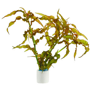 wp_Murdannia_engelsii_-_Bund_135.0040.01.jpg