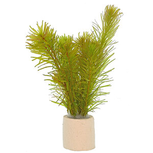 wp-rotala-mexicana-bangladesh#2.jpg