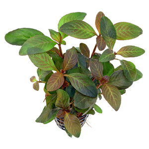 wp-Hygrophila-'Green-Olive'-steil.jpg
