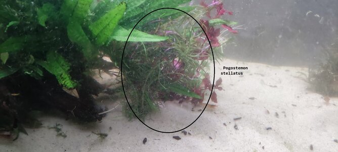 20220129_Pogostemon_stellatus.jpeg