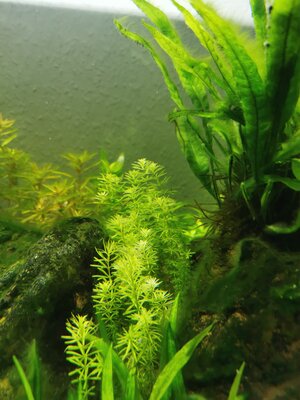 Rotala Bangladesch.jpg