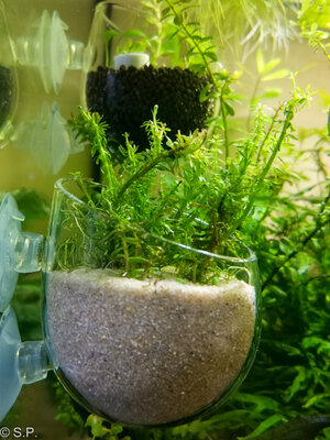 rotala_mex_banglades06_02_22_viva.jpg