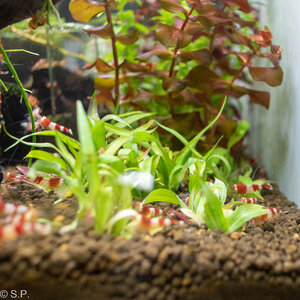 murdannia_engelsii06_02_22rb.jpg