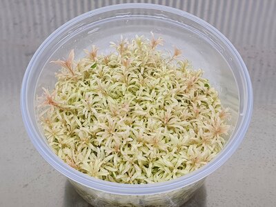 ludwigia-inclinata-white.jpg
