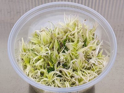 pogostemon-errectus-white.jpg