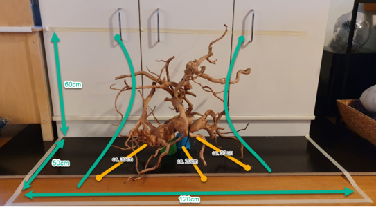 Roots.png
