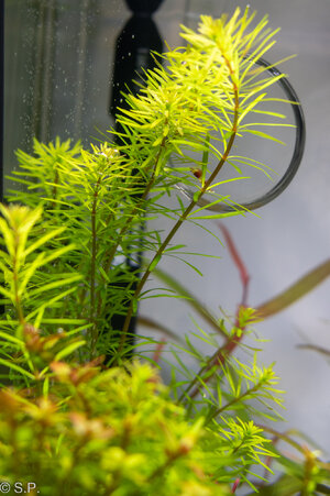 01rotala_mex_bangladesh21_02_22.jpg