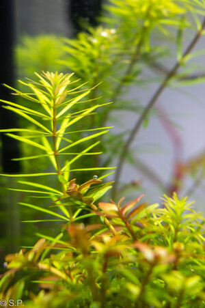 02rotala_mex_bangladesh21_02_22.jpg