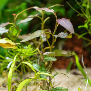 persicaria_praet22_02_22pfl.jpg