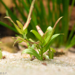 murdannia_engelsii22_02_22viva.jpg