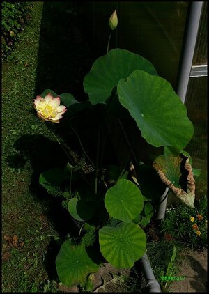 Lotusblüte3.jpg