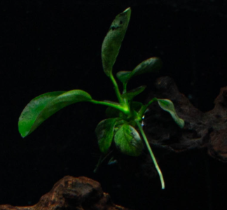 Anubias 2.PNG