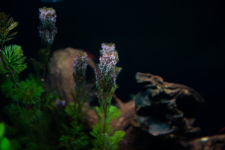 Lavadragon 01042022 (1 of 10).jpg