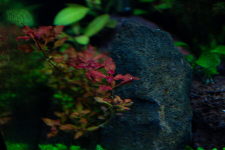 Lavadragon 01042022 (2 of 10).jpg