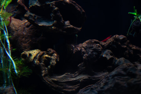 Lavadragon 01042022 (3 of 10).jpg