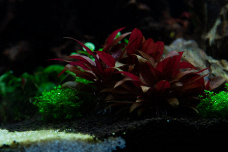 Lavadragon 01042022 (6 of 10).jpg