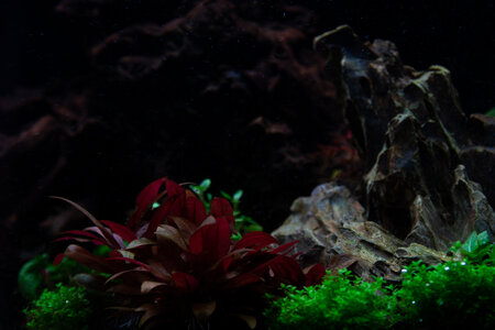 Lavadragon 01042022 (7 of 10).jpg