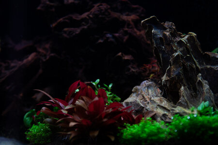 Lavadragon 01042022 (8 of 10).jpg