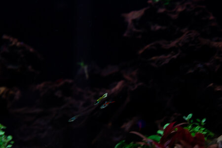 Lavadragon 01042022 (9 of 10).jpg