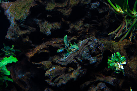 Lavadragon 02042022 (3 of 10).jpg