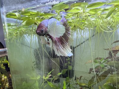 IMG_1080.JPG