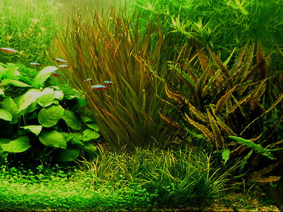 Aquarium 12.01.13 Ausschnitt.jpg