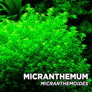 micranthemum-micranthemoides-1.jpg