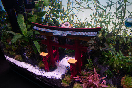 Bettatemple 130922 (2 of 9).jpg