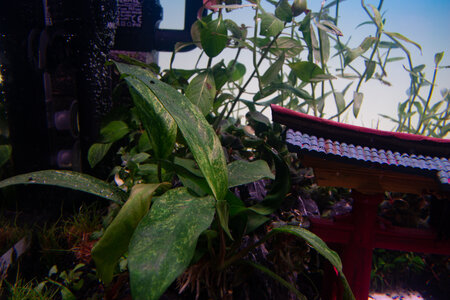 Bettatemple 130922 (4 of 9).jpg