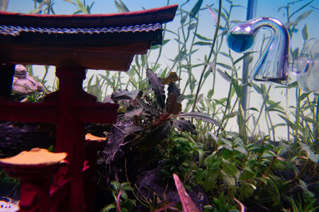 Bettatemple 130922 (5 of 9).jpg