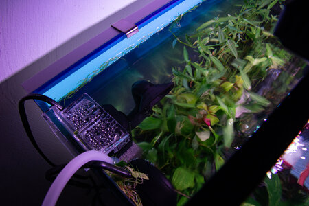 Bettatemple 130922 (9 of 9).jpg