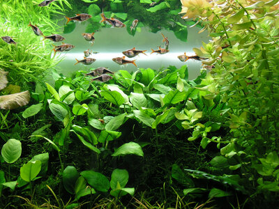 Anubias 07.10.2022.jpg