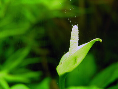 Blüte Anubias 14.12.2010.JPG