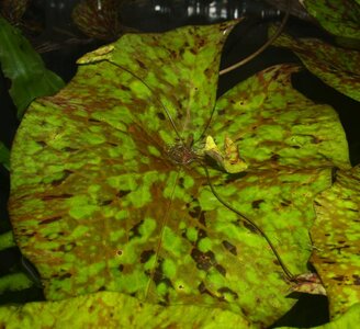 FG_N.micrantha_Adv_IMG_3360.jpg FG_N.micrantha_Adv_IMG_3360.jpg
