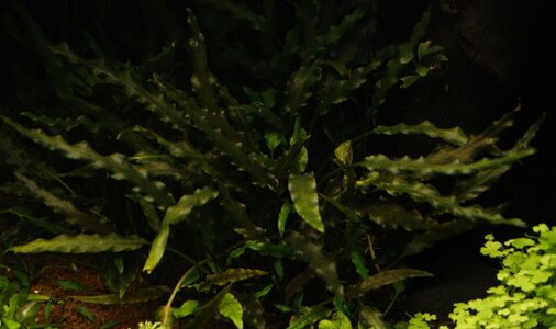 FG_C. undulata_MG_4467.jpg FG_C. undulata_MG_4467.jpg