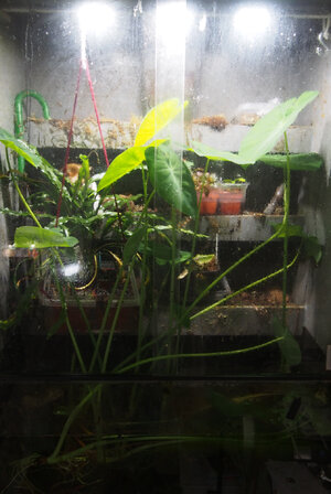 colocasia.1.jpg