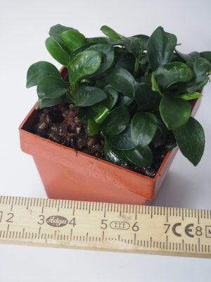 anubias.bonzai.1.jpg anubias.bonzai.1.jpg