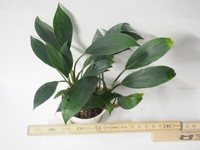 homalomena.tadleuk.1.jpg homalomena.tadleuk.1.jpg