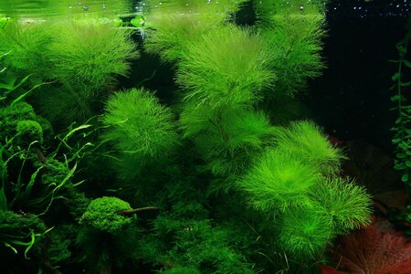 Limnophila aquatica 2.JPG