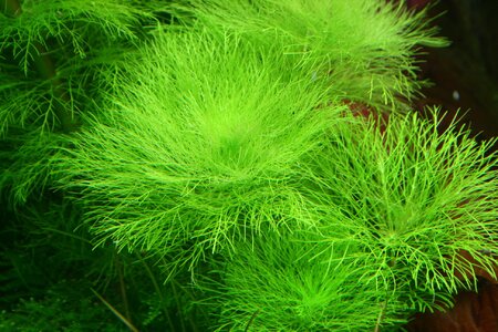 Limnophila aquatica 1.JPG